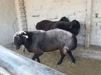 Beran, Edilbay sheep — foto 2