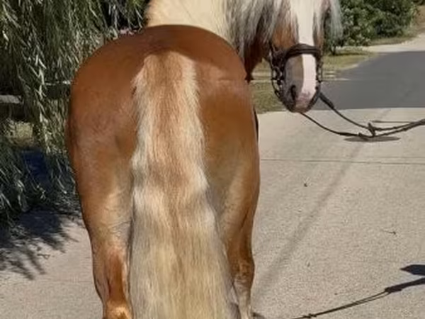 Hing, Haflinger