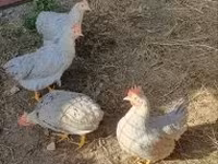 Chickens — 照片 1