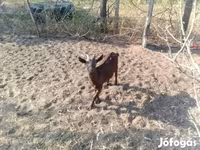 Goat, Goats — photo 4