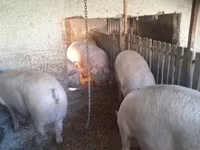 公猪, Pigs — 照片 3
