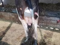 Tehén, Holstein fajta — 3. fotó