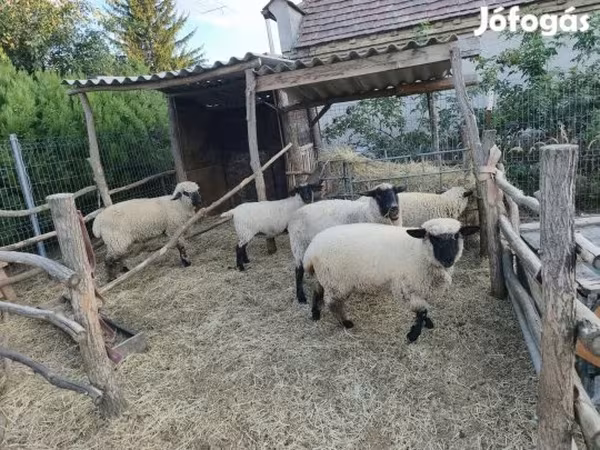 Schaf, German Blackheaded Mutton sheep — Ungarn