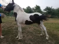 Hing, Hucul pony — 1. fotó