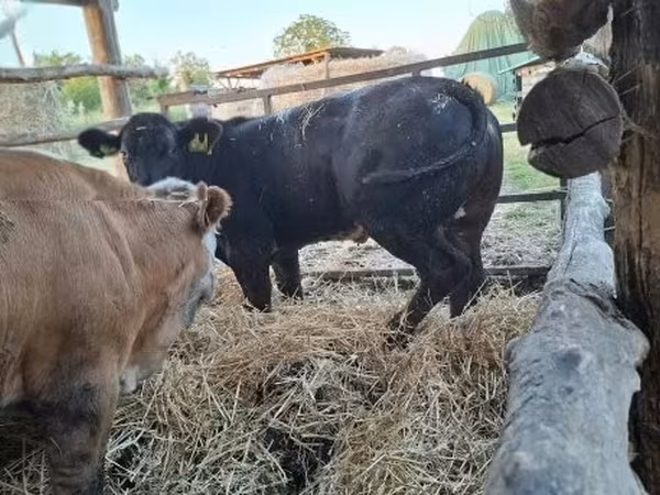 Cow, Belgian Blue — Hungary