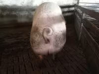 母猪, Pigs — 照片 3