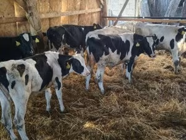 Bika, Holstein fajta — Magyarország