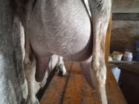 Goat, Beetal goats — photo 4