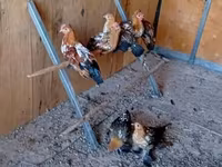 Bantam — zdjęcie 2