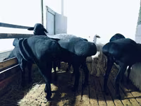 Kos, Hissar sheep — 3. fotó