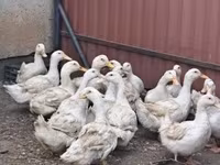 Ducks — 照片 1