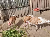 Turkeys — photo 3