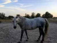 Jument, Chevaux — photo 2