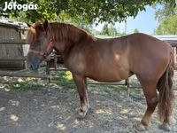 Caballo, Hungarian horse breed — foto 3