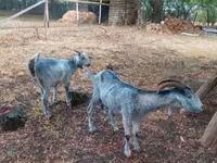 Nőstény kecske, Nubian Goat — 6. fotó