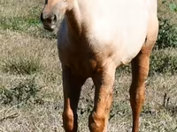 घोड़ा, Quarter Horse — फ़ोटो 2