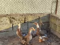 Ducks — 4. fotó
