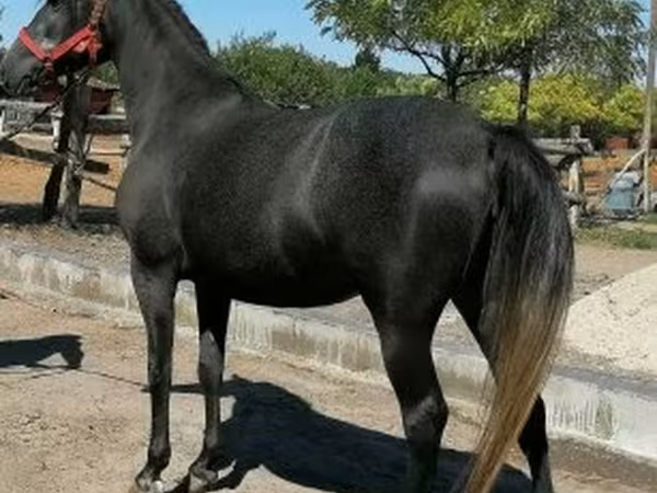 Horse (M), Horses