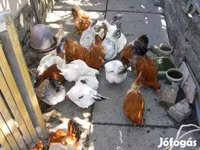 gallina danesa — foto 2