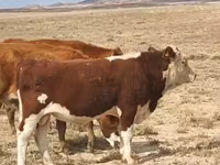 Taureau, Vache kazakhe à tête blanche — photo 4