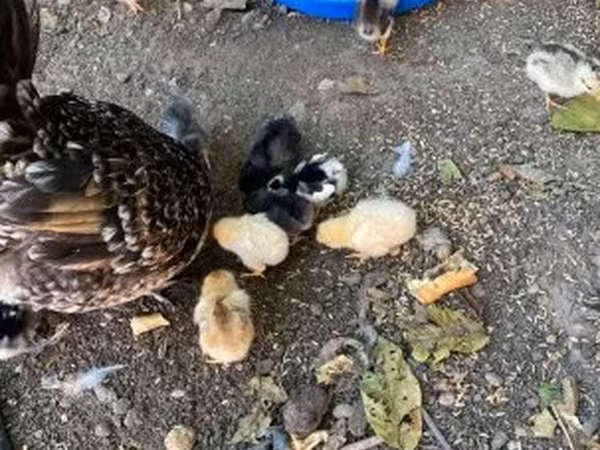 Chickens — Hungary