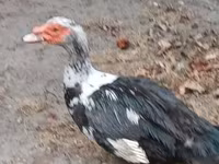 Ducks — photo 1