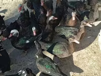 Ducks — photo 2