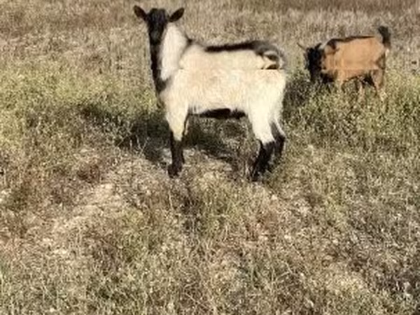 Kozioł, Alpine goat — Węgry