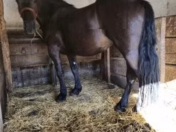 Cheval, Chevaux