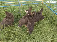 Turkeys — الصورة 1