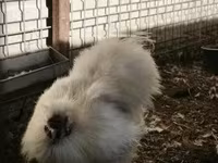 Silkie — 2. fotó
