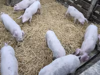 Pigs (batch, sex not specified), Крупная белая — photo 3