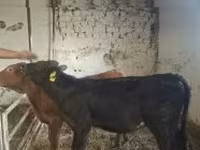 Krowa, Krowa limuzyńska — zdjęcie 4