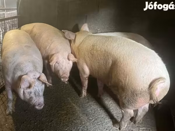 Pigs (batch, sex not specified),  — Hungary