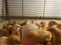 Chickens — photo 6