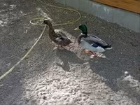 Ducks — फ़ोटो 3