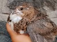Quails — الصورة 4