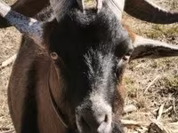 Kozioł, Alpine goat — zdjęcie 6