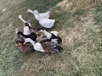 Ducks — الصورة 1