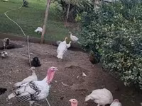 Turkeys — 1. fotó