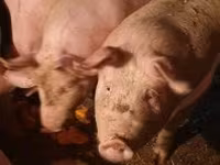 母猪, Pigs — 照片 1