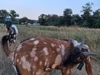 تيس, Nubian Goat — الصورة 2