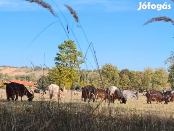 Tehén, Szarvasmarhák