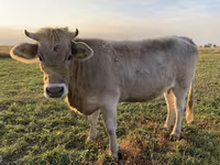Krava, Swiss cattle — foto 3