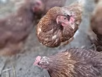 Chickens — foto 1