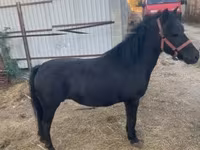 母马, Horses — 照片 3