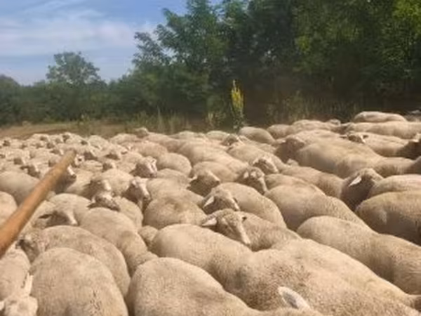भेड़, Merino sheep — हंगरी