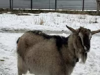 عنزة, Alpine goat — الصورة 2