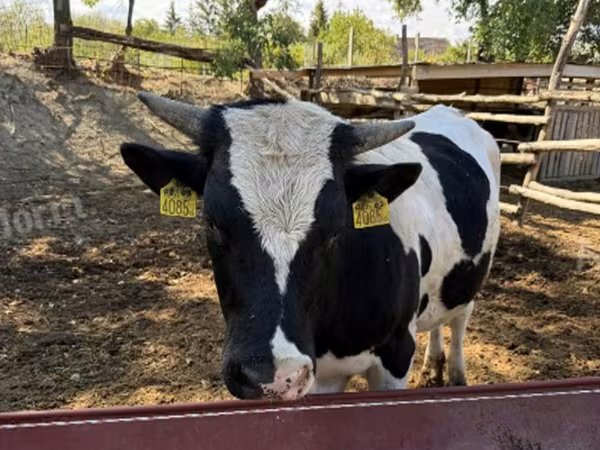 Bull, Holstein breed — Hungary