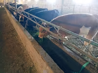 Kuh, Swiss cattle — Foto 3
